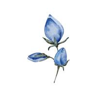 Blue flowers buds on a branch, watercolor blossom flowers vector