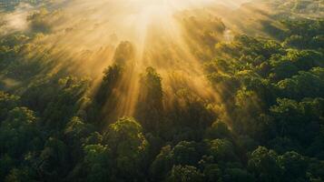 el Dom rayos atravesar mediante el bosque creando un mágico atmósfera foto