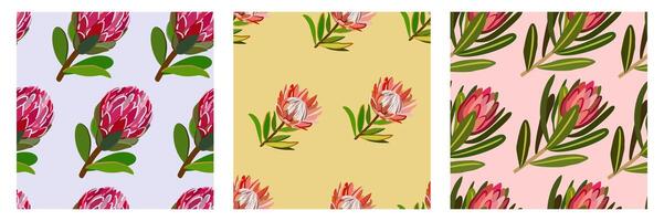 set of three seamless patterns with protea flowers vector