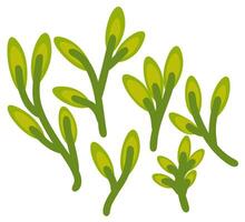 Fresh branches with leaves. Early summer concept. isolated illustration vector