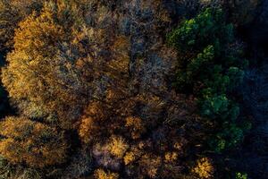 overhead drone view of a deciduous forest in autumn at sunset, golden hour photo