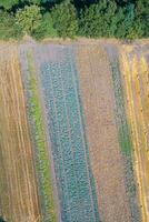 aerial drone view looking down from a bird's eye view at vegetable planted agricultural field in spring photo