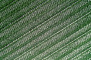 aerial view detail of an agricultural field planted with cereal crops photo