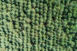 Forest and tree landscape texture abstract background, Aerial top view forest atmosphere area, Texture of forest view from above, Ecosystem and healthy ecology environment concepts. photo