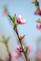 selectIve focus of macro view of the flowers of a peach tree in spring time photo