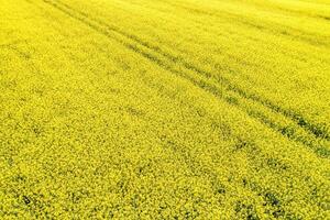 canola field flowering in spring seen from a drone photo