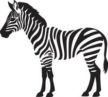 Zebra Silhouette Illustration White Background vector