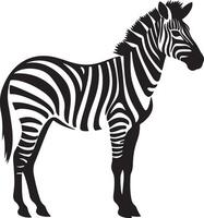 Zebra Silhouette Illustration White Background vector