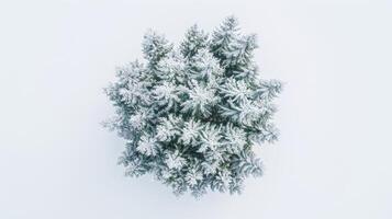 Snow-Covered Pine Tree photo