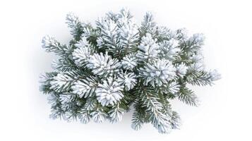 Frosty Pine Tree in Top View photo