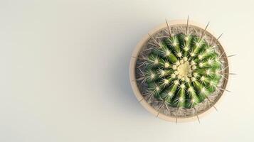 Aerial View of Potted Cactus photo