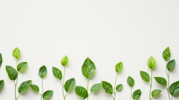 Green Leaves on Craft Paper against White photo