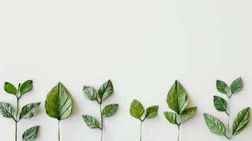 Green Leaves against White Craft Paper photo