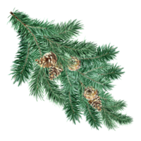 Green fluffy spruce, pine branch with cones. Watercolor illustration of Christmas and New Year decor. Pine, spruce, fir isolated. Drawn by hand. png