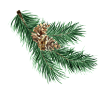 Kerstmis boom van naald- takken en kegels. waterverf illustratie net Afdeling met een ijshoorntje. pijnboom Afdeling. geïsoleerd. getrokken door hand. png