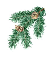 Christmas tree of coniferous branches and cones. Spruce branch with a cone. Pine branch. Watercolor illustration of Christmas decorations. Isolated. Drawn by hand. png