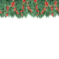 Seamless Christmas and New Year decorations isolated. Watercolor illustration Red berry holly on branches of pine, spruce, fir. For holiday banners, headers, posters. Drawn by hand. png