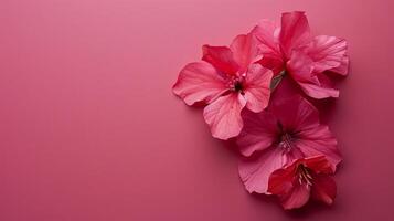 Elevated View Against Deep Pink Background photo