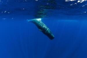 Sperm whale dive underwater blue ocean in Mauritius. photo