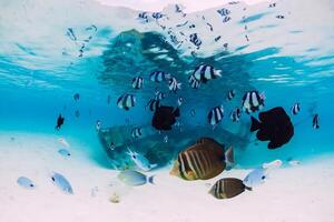 Ocean with wreck of boat on sandy bottom and school of fish underwater in Mauritius photo