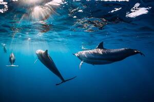 Pod of Spinner dolphins underwater in blue sea with sun light photo