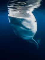 Whale shark eating plankton. Shark swimming underwater in blue ocean photo