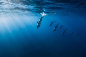 hilandero delfines submarino en azul océano. delfines bucear en Oceano foto