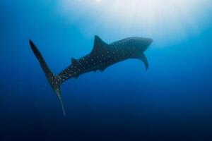 Whale shark in deep ocean. Silhouette of giant shark swimming underwater photo