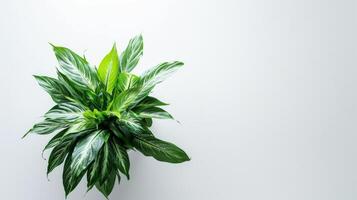 Top View of Potted Peace Lily photo