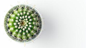 Potted Cactus in Profile photo
