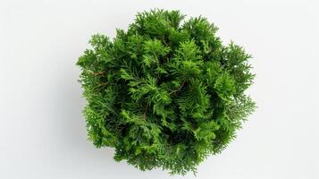 Sacred Cedar of God photo