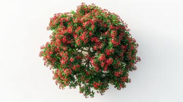 Flamboyant Tree r photo