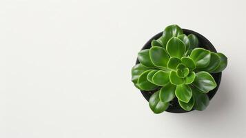 Potted Houseplant in Profile photo