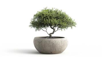 Elegant Side View of Potted Tree photo