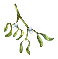 Mistletoe branch with berries. Watercolor illustration of Mistletoe officinalis. Isolated . Festive decor for New Year and Christmas. Drawn by hand. png