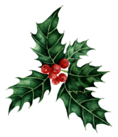 Christmas and New Year symbol Holly with red berries. Traditional festive watercolor illustration. Isolated. Drawn by hand. png