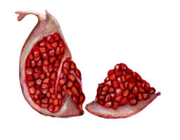 Fresh ripe pomegranate quarter and slice with seeds, zenras. Watercolor juicy and sweet pomegranate illustration isolated. Hand-drawn. png