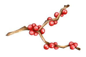 Realistic drawing of Holly, Ilex branch with red berries, mistletoe. Decor for Christmas and New Year. Watercolor twig with red berries. Isolated . Drawn by hand on paper. png