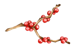 realistisch tekening van hulst, ilex Afdeling met rood bessen, maretak. decor voor Kerstmis en nieuw jaar. waterverf takje met rood bessen. geïsoleerd . getrokken door hand- Aan papier. png