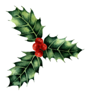 Christmas watercolor illustration Holly. A bunch of three leaves and berries. Traditional New Year image isolated. Drawn by hand. png