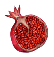 Half a pomegranate. Watercolor illustration of a pomegranate with grains. Juicy, ripe, sweet pomegranate isolated. Drawn by hand. png