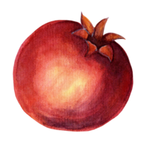 Whole fresh ripe pomegranate. Watercolor hand drawn illustration of pomegranate grain, juicy and sweet. Isolated. Drawn by hand. png