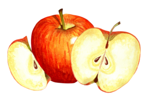 röd äpple och äpple kilar. vattenfärg illustration isolerat. dragen förbi hand. png