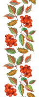 Seamless vertical pattern with repeating elements. Autumn leaves and bunches of mountain ash. Watercolor illustration isolated. Drawn by hand. png