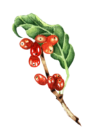 botanico disegno di caffè o caffè albero rami con le foglie e maturo fresco frutti di bosco. acquerello illustrazione isolato. mano disegnato. png