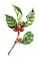 Coffee tree colorful sketch branch with red berries. Watercolor illustration of coffee isolated. Drawn by hand. png