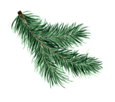 Green fluffy branch of spruce, pine, fir. Pine, fir branch for Christmas, New Year illustration. Watercolor. Drawn by hand. png