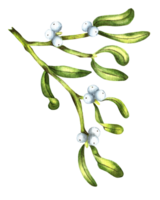 Mistletoe branch with white berries. Watercolor Christmas mistletoe illustration. Isolated. Drawn by hand. png