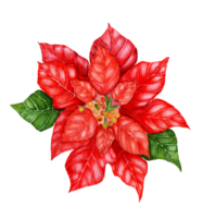 Christmas Poinsetia Watercolor illustration. Hand-drawn Christmas star. Festive picture with red and green leaves. Isolated png