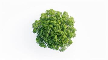 Overhead Shot of Tree's Crown photo